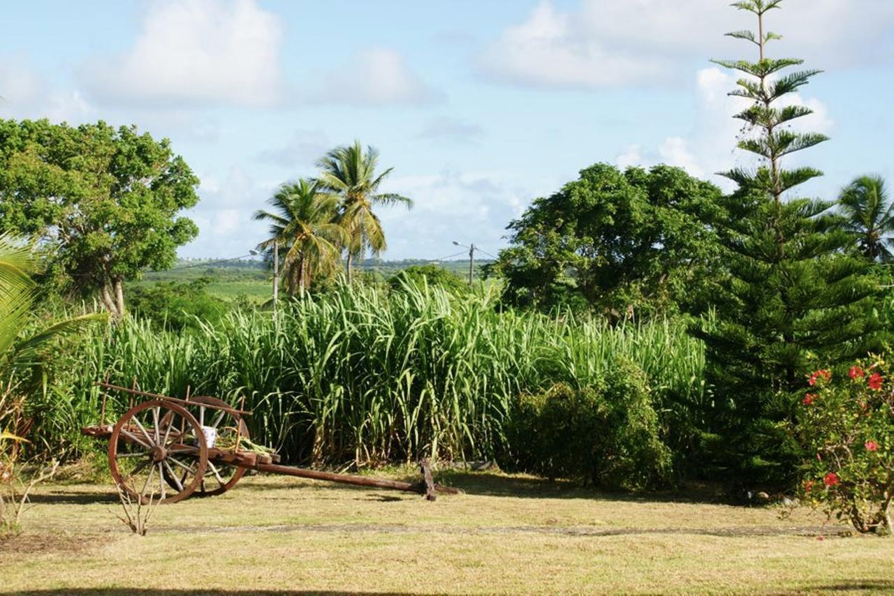 Au Jardin De Beausejour Hotel Capesterre Buitenkant foto