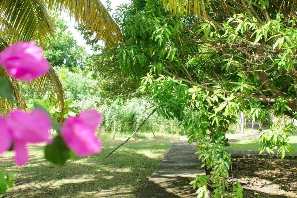 Au Jardin De Beausejour Hotel Capesterre Buitenkant foto