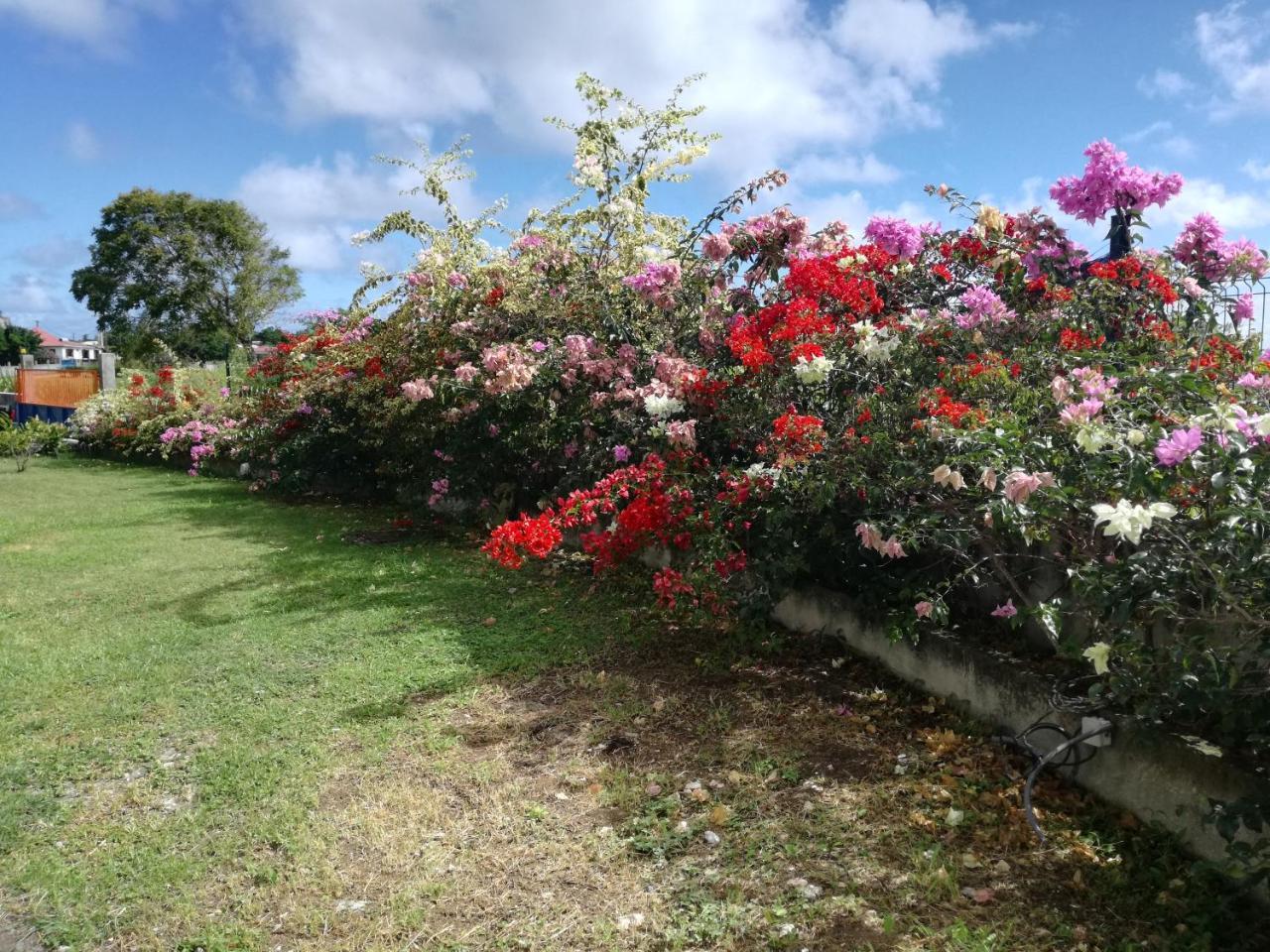 Au Jardin De Beausejour Hotel Capesterre Buitenkant foto